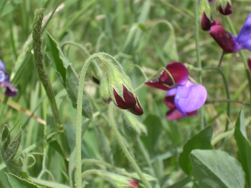 Lathyrus odoratus / Pisello odoroso